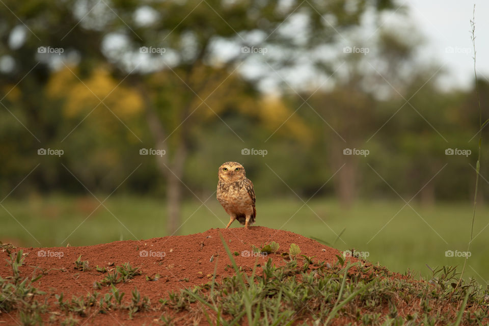 Curious bird looking