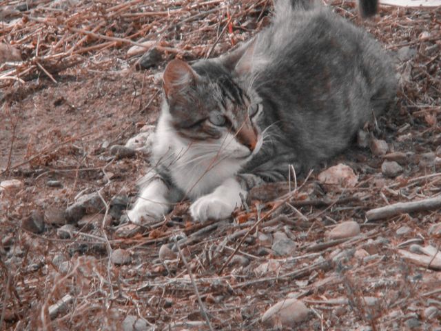 Beautiful sleeper cat