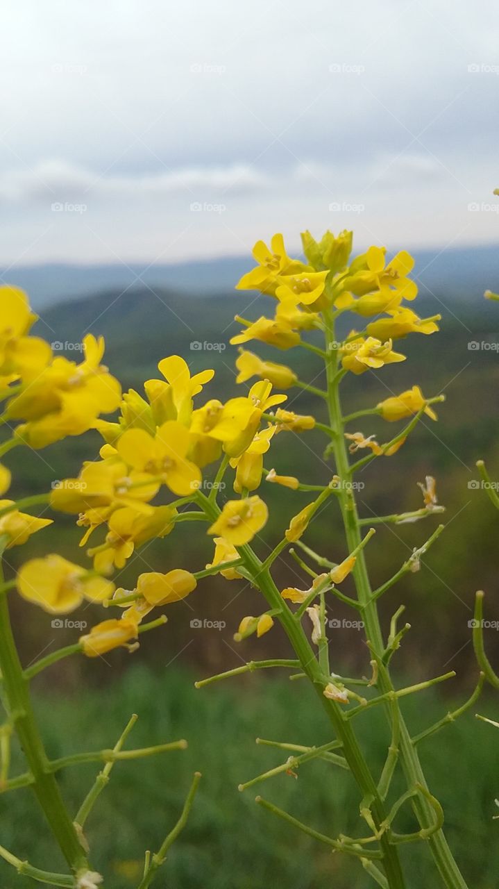 Sunshine On a Cloudy Day