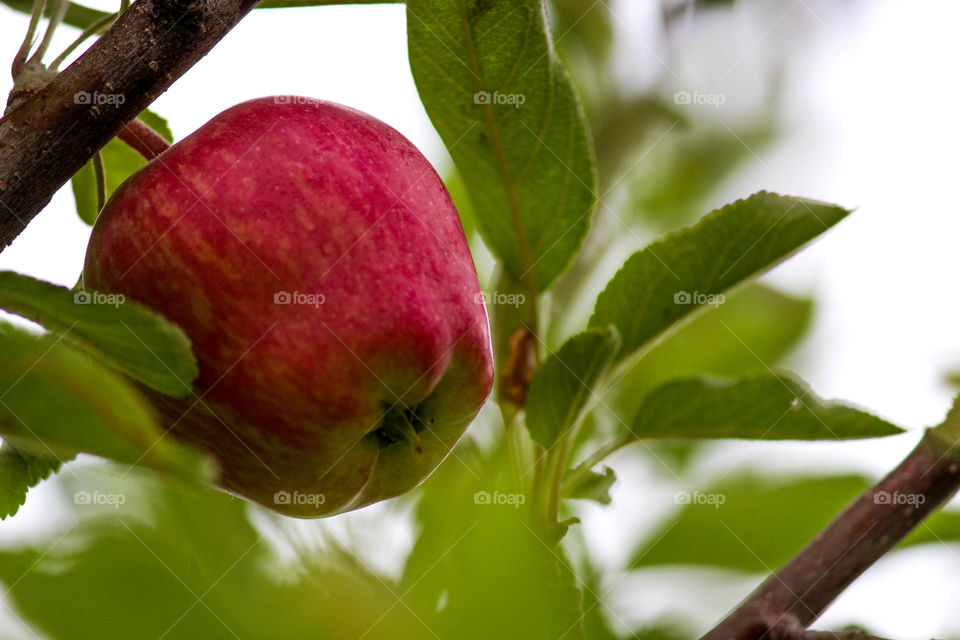 Apple on tree