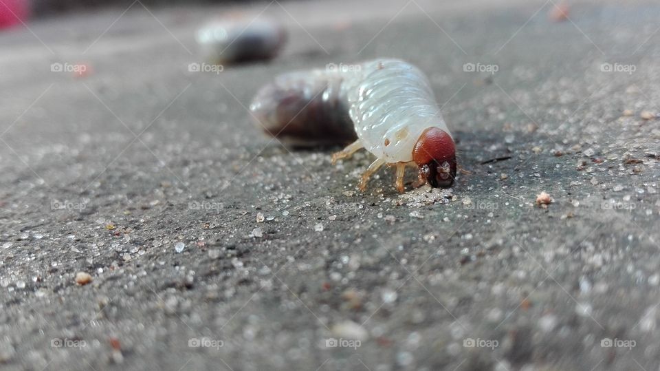 a beautiful Centipede