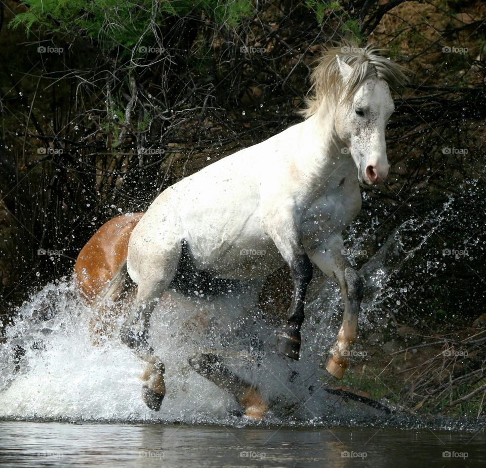 Wild Stallion Jumping in River