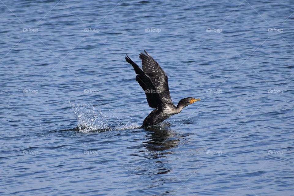 Bird taking off from water