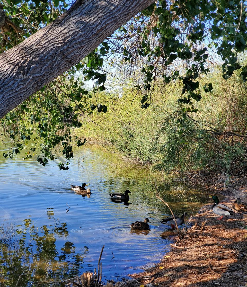 Mallard Ducks on the Lake