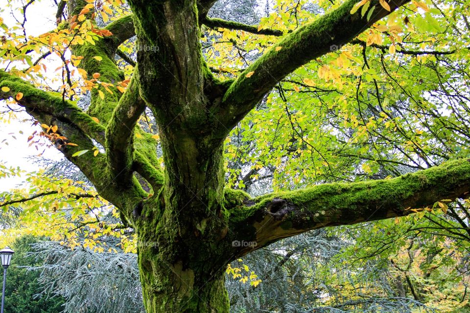 Branche of tree with moss 