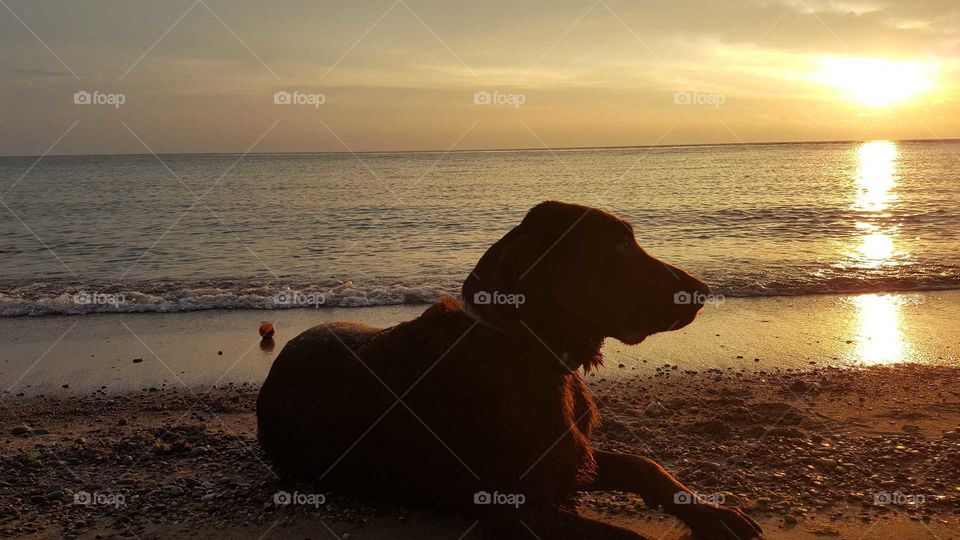 Chocolate Labrador laying on sunset beach