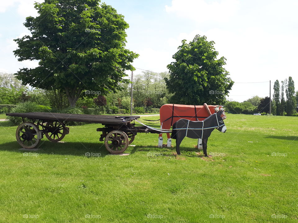 Horse and cow pulling a cart. Village transportation