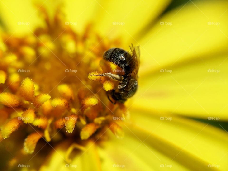Bee collecting pollon