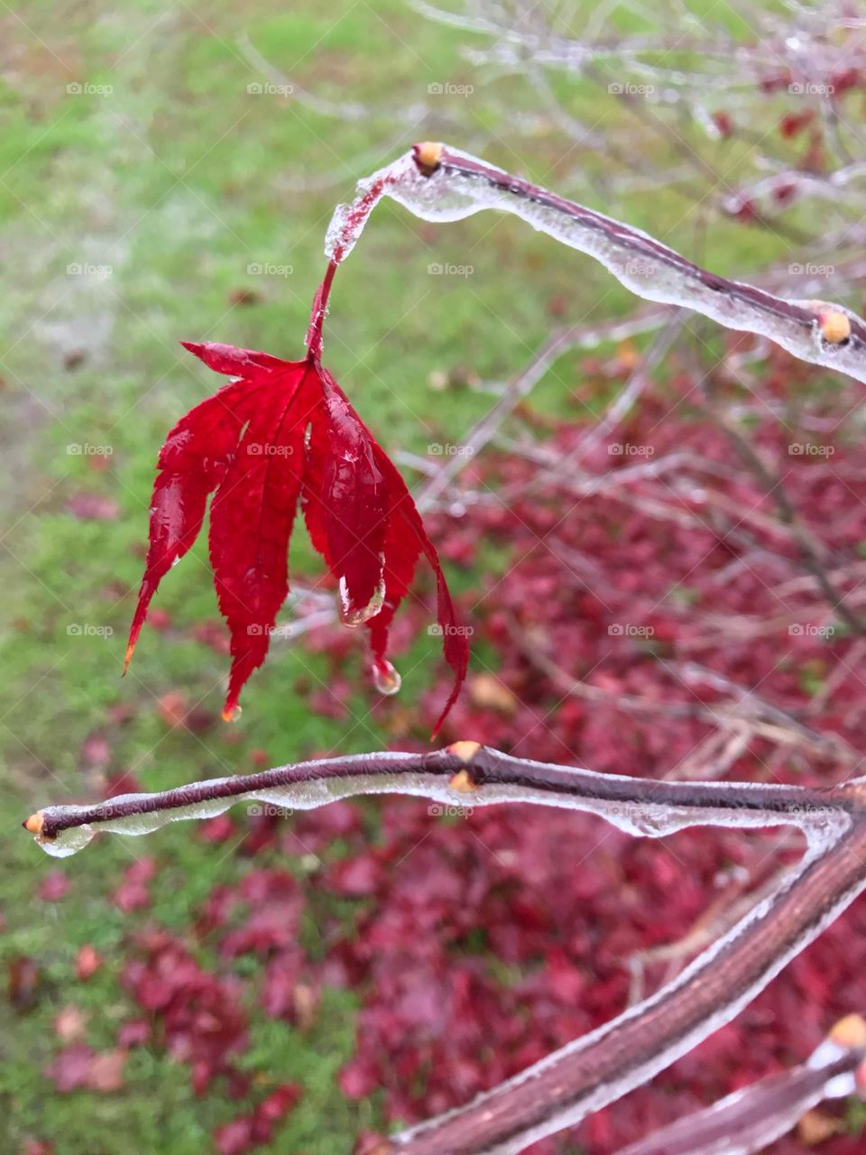 Freezing rain on plants