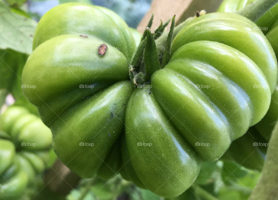 Green tomato