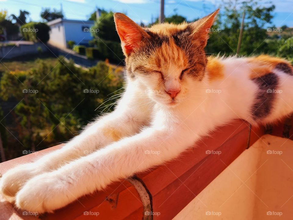 sleeping kitten basks in the sun on the windowsill