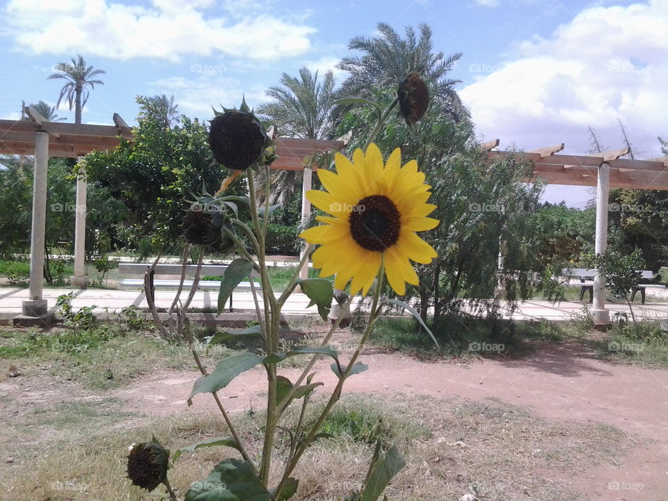 Sunflowers in public garden