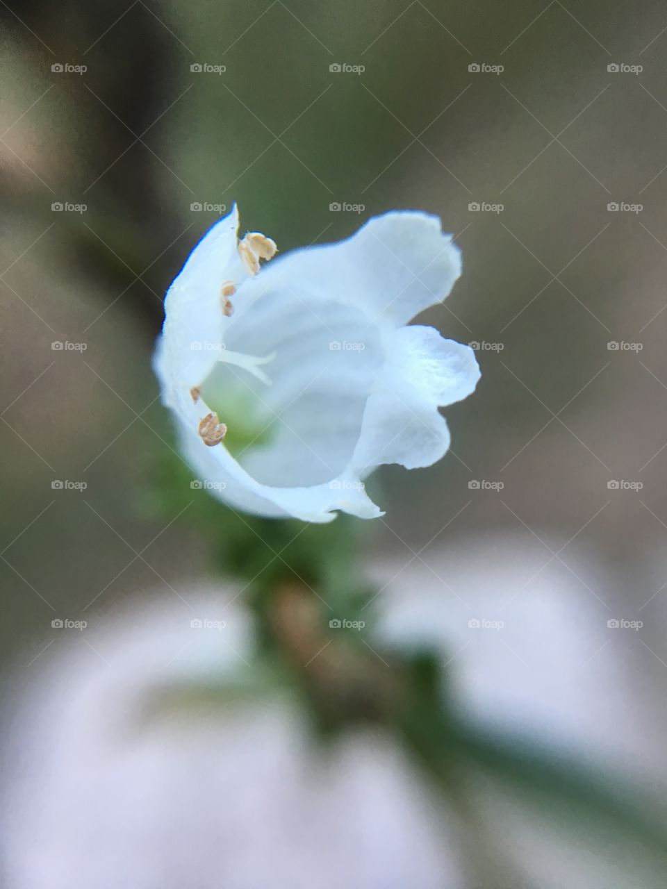 White flower