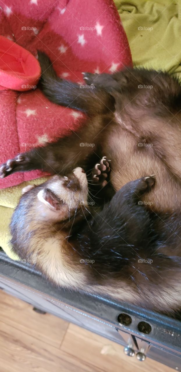 Ferret napping away