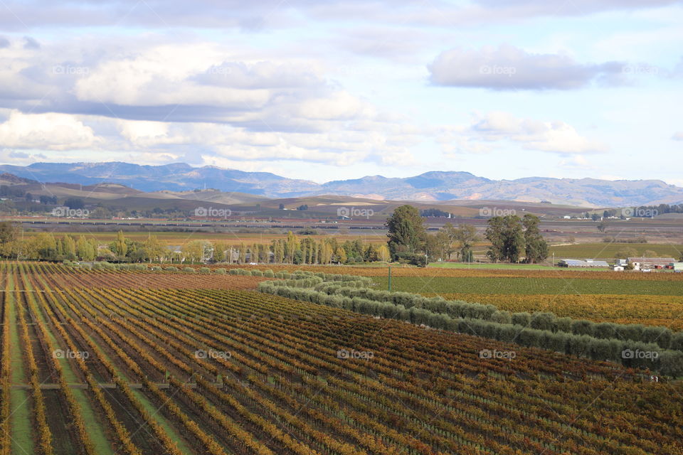 Winery in countryside 