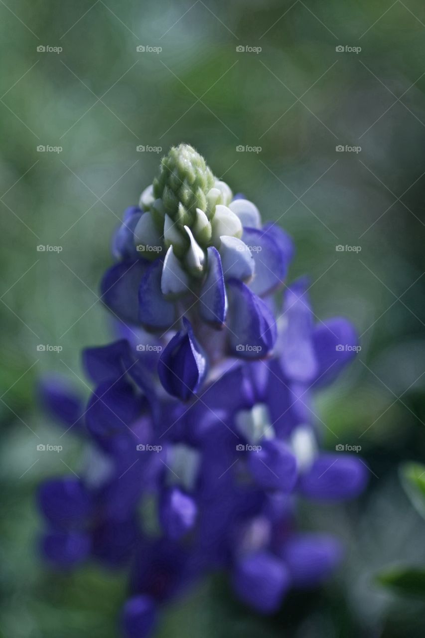 Texas Bluebonnet 