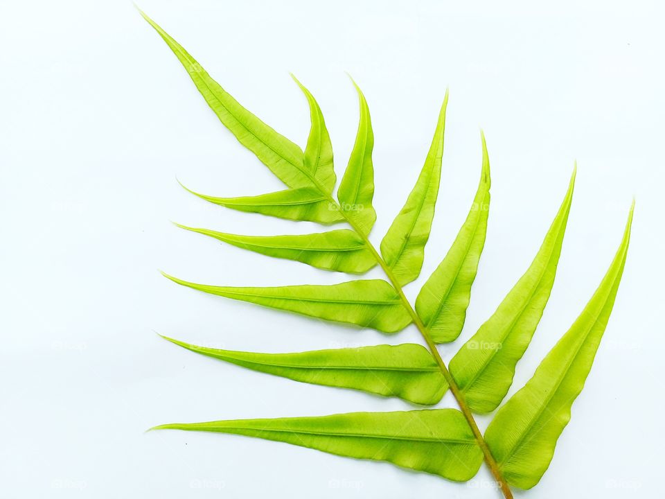 Leaf fresh with green color and with white backgroud