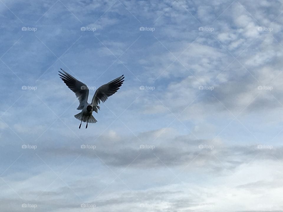 Seagull