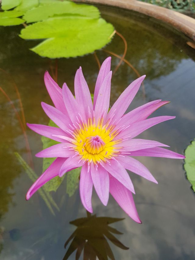Lotus flower in the garden