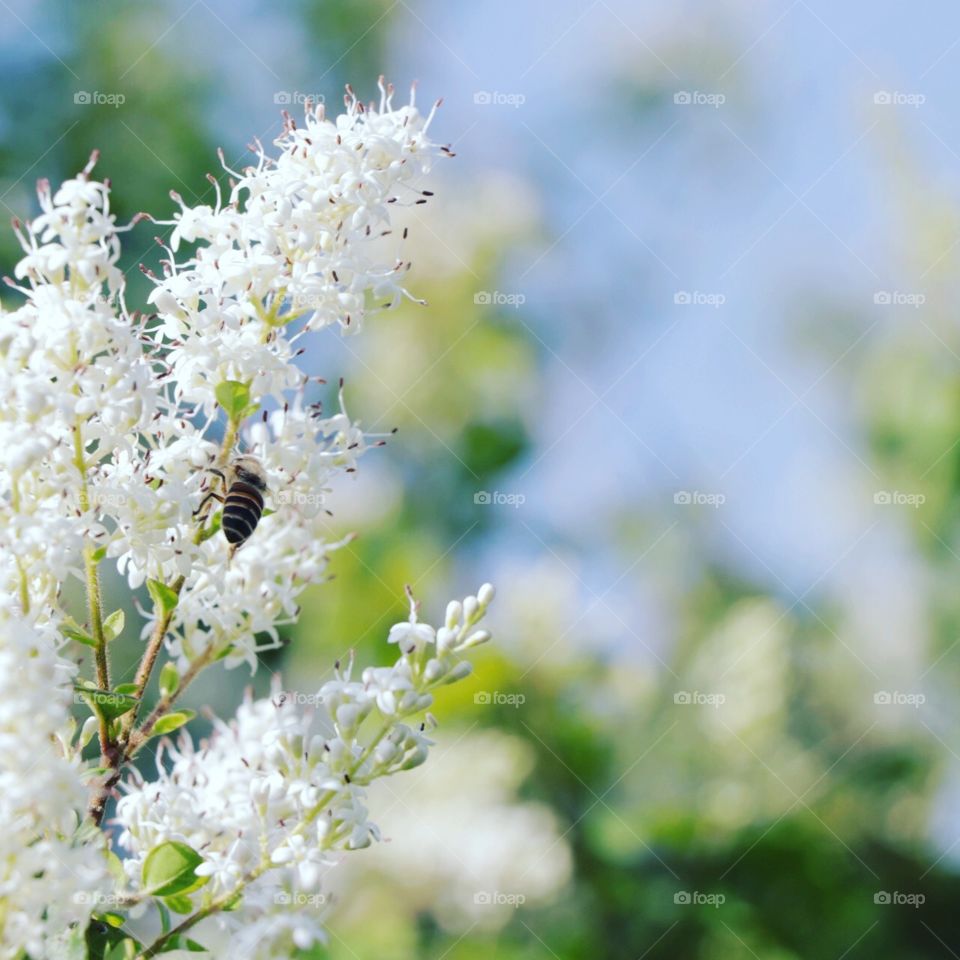 Simple and beautiful, white flowers, bee, blurry background