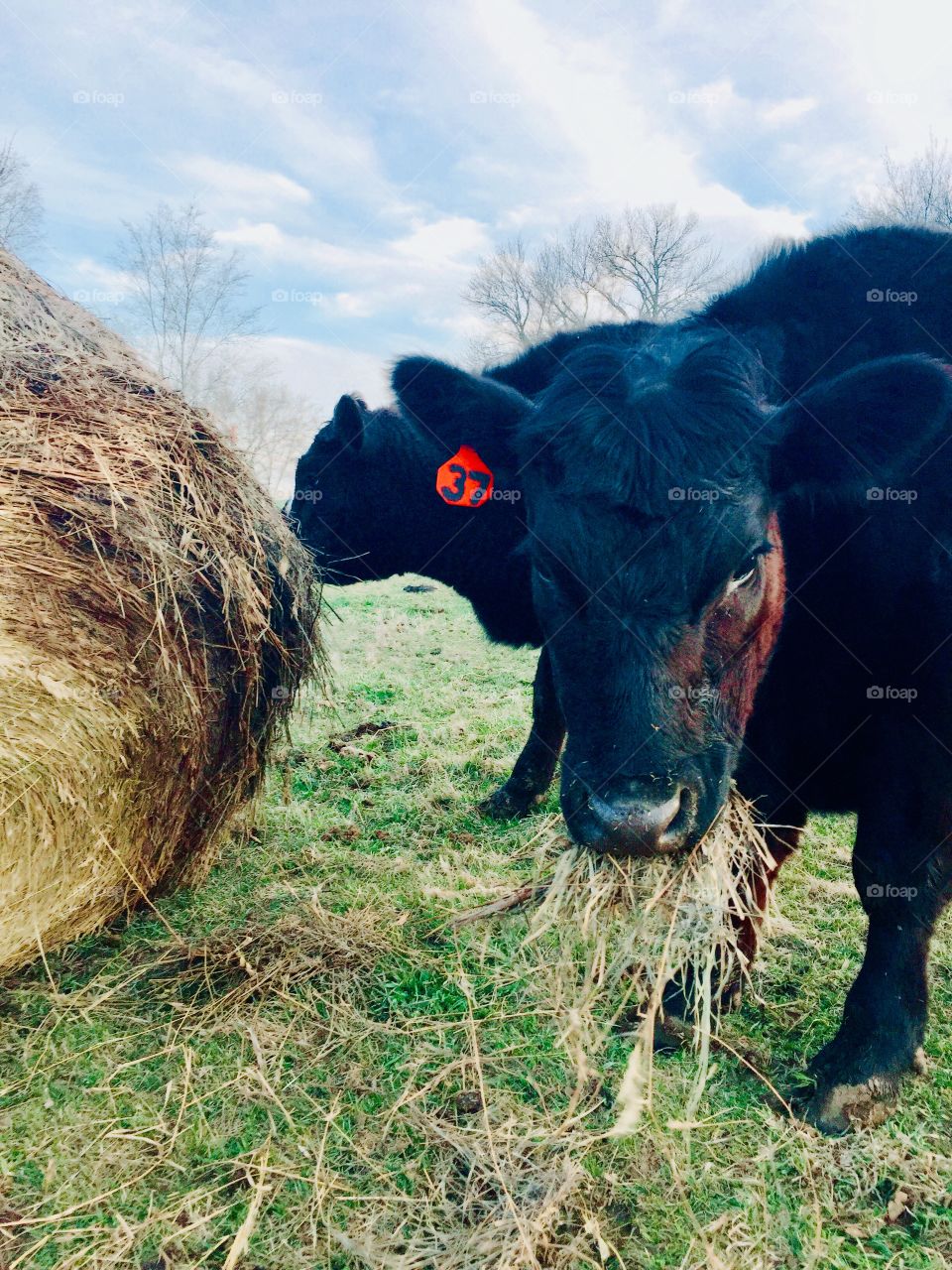 Two steers eating hay from a round bale against a light blue sky with puffy clouds 