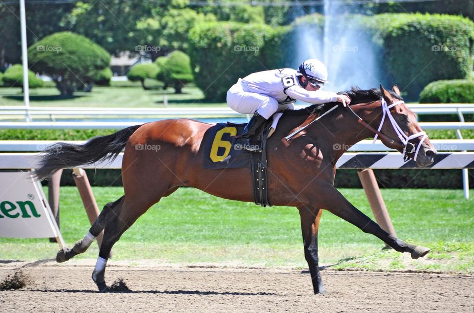 King Cyrus at Saratoga. Win star farm's King Cyrus wins his first start with jockey Javier Castellano at Saratoga. 
Zazzle.com/Fleetphoto. 