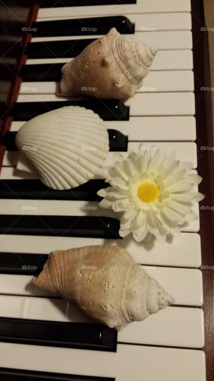 piano flower and sea shells