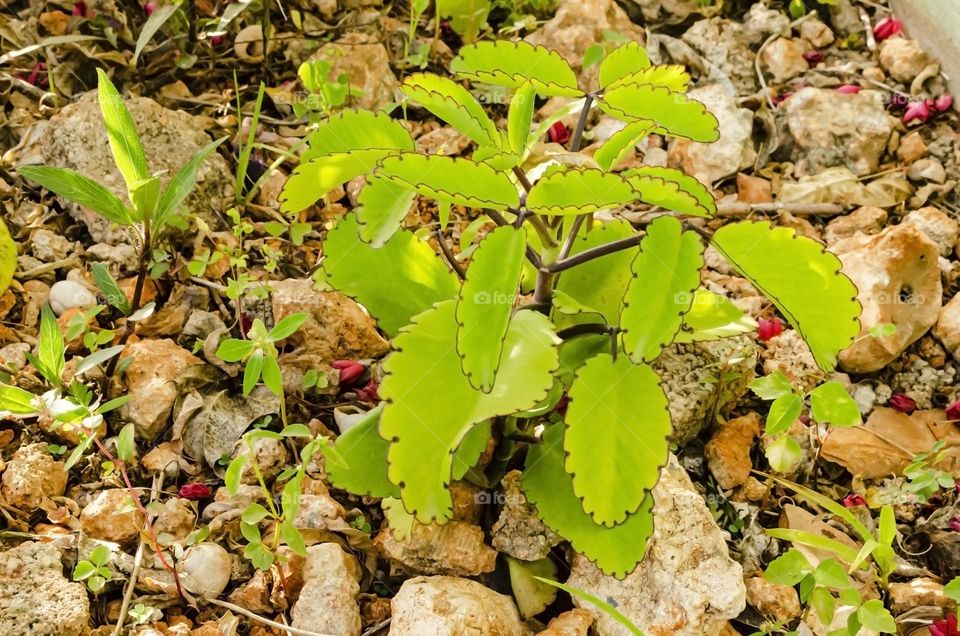 Leaf Of, Life Planr