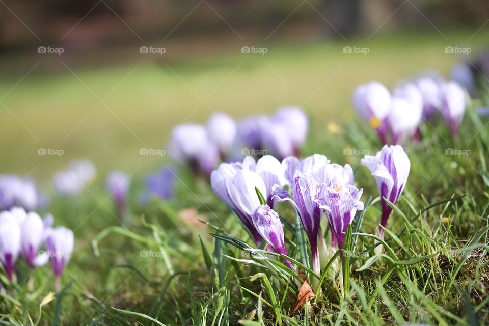 Close-up of flowers