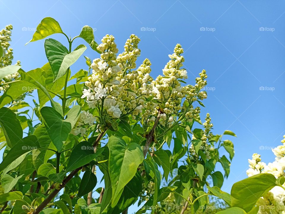 Syringa vulgaris, the lilac or common lilac, is a species of flowering plant in the olive family Oleaceae, native to the Balkan Peninsula, where it grows on rocky hills