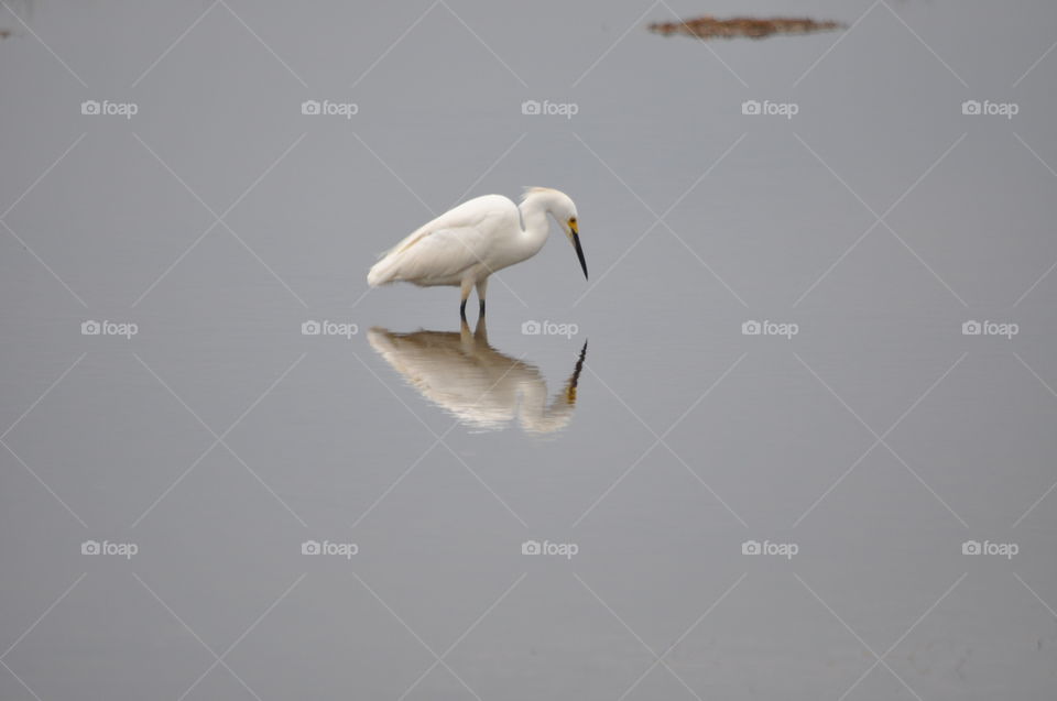 Egret reflection on the water