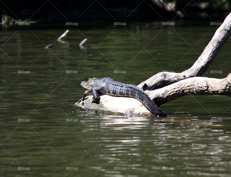 Gator on the Hillsborough River