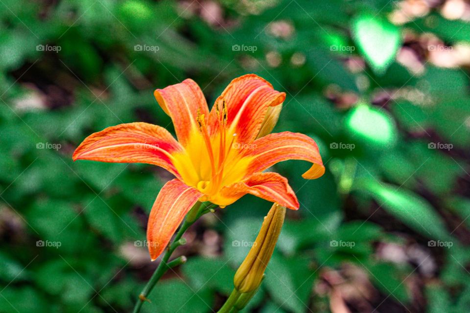 orange lilly