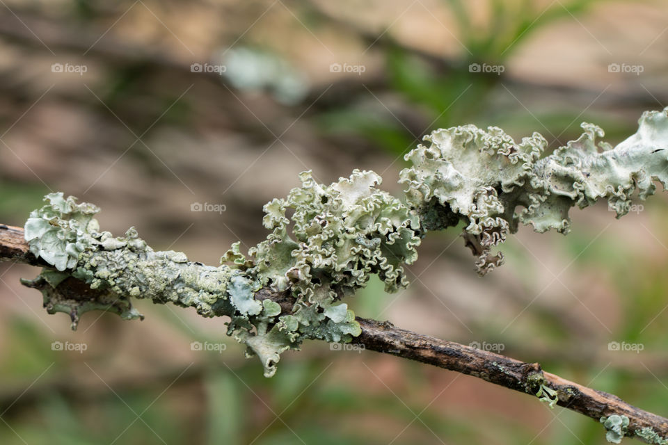 Extreme close-up of parasitic plant