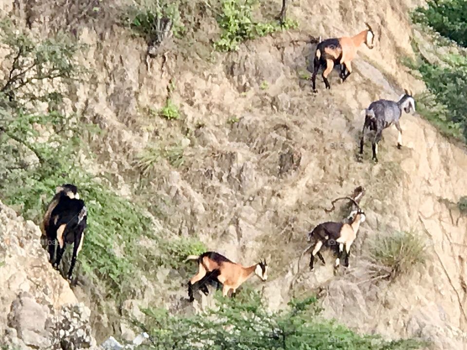 Goats on a Hill 