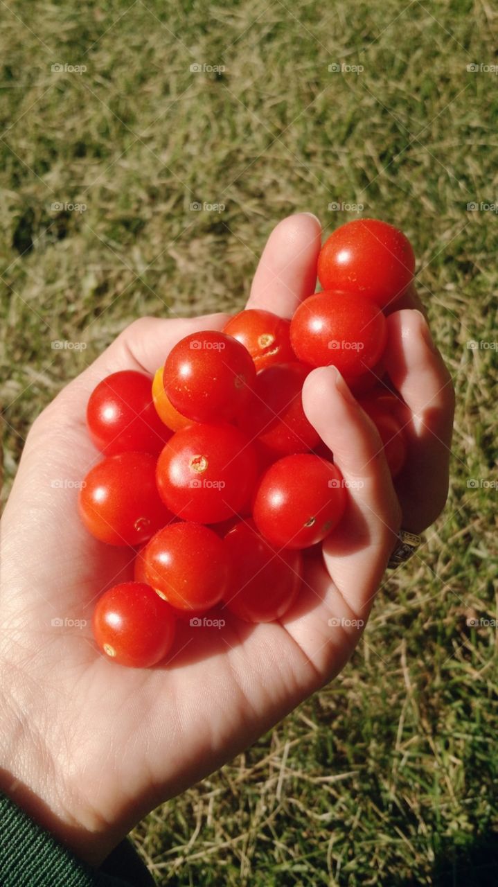 baby tomatoes
