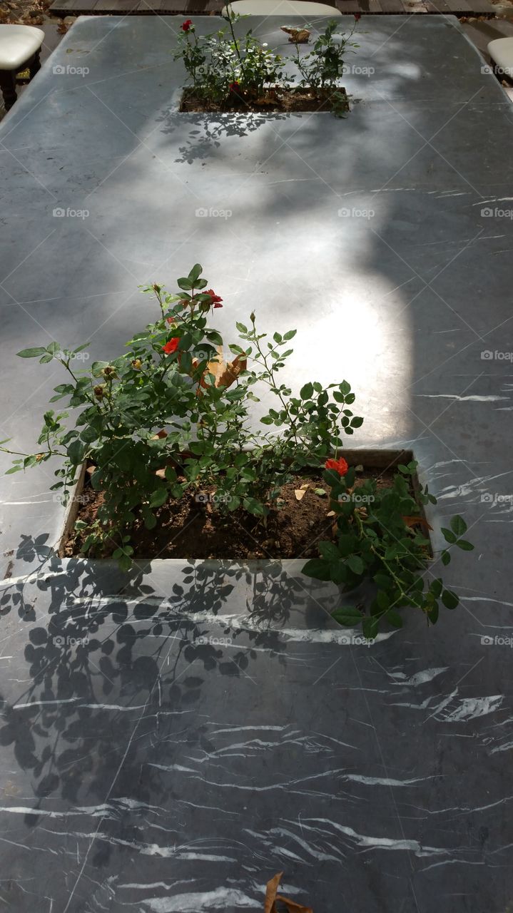 roses on marble stone. Roses on a marble stone table