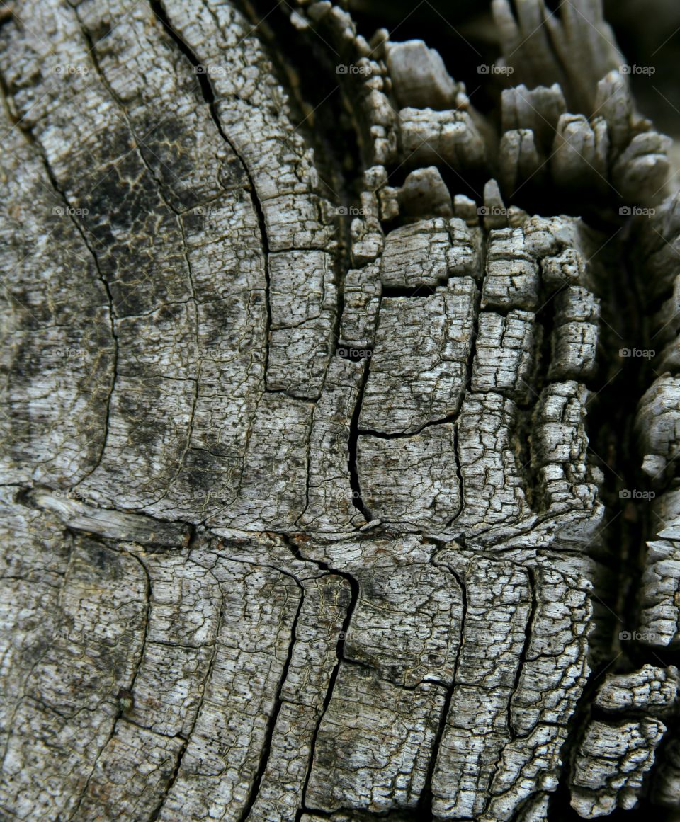 aging tree