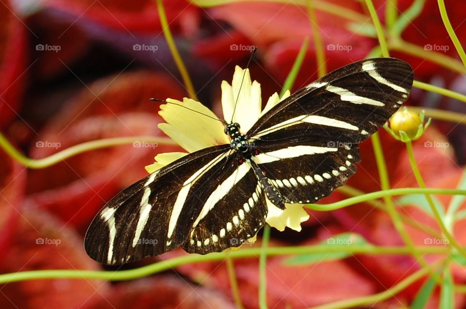 Zebra Butterfly