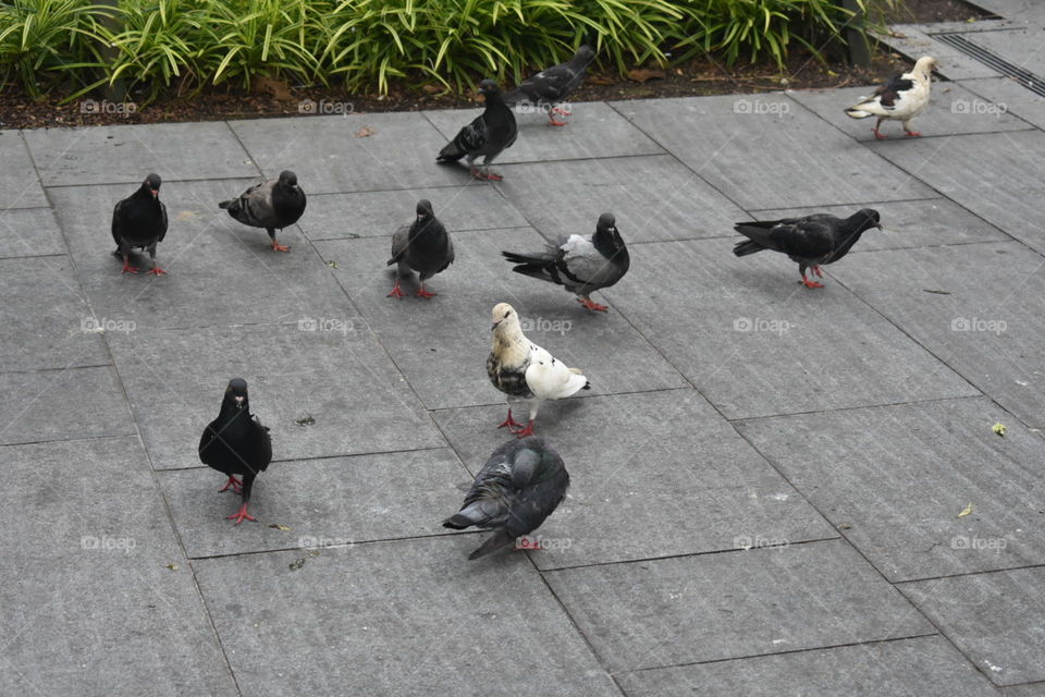 Singapore pigeons 