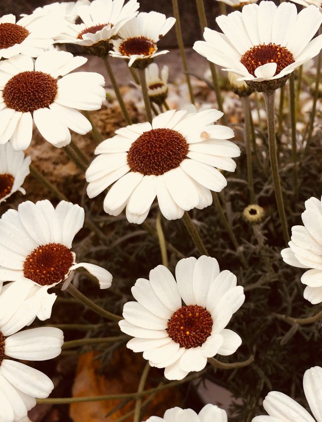 Fiori
