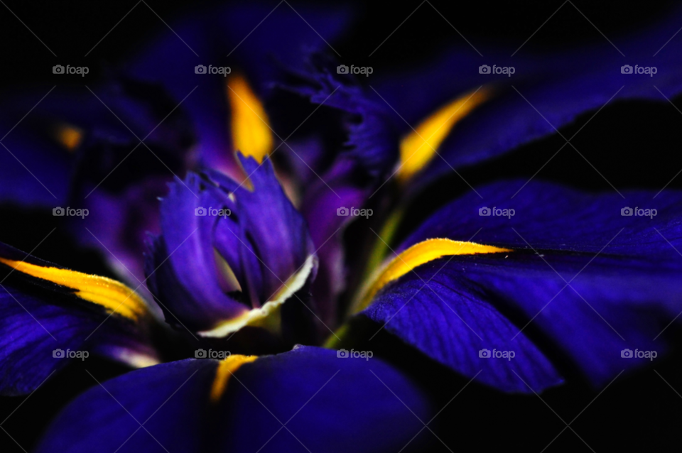 flower macro purple night by lightanddrawing