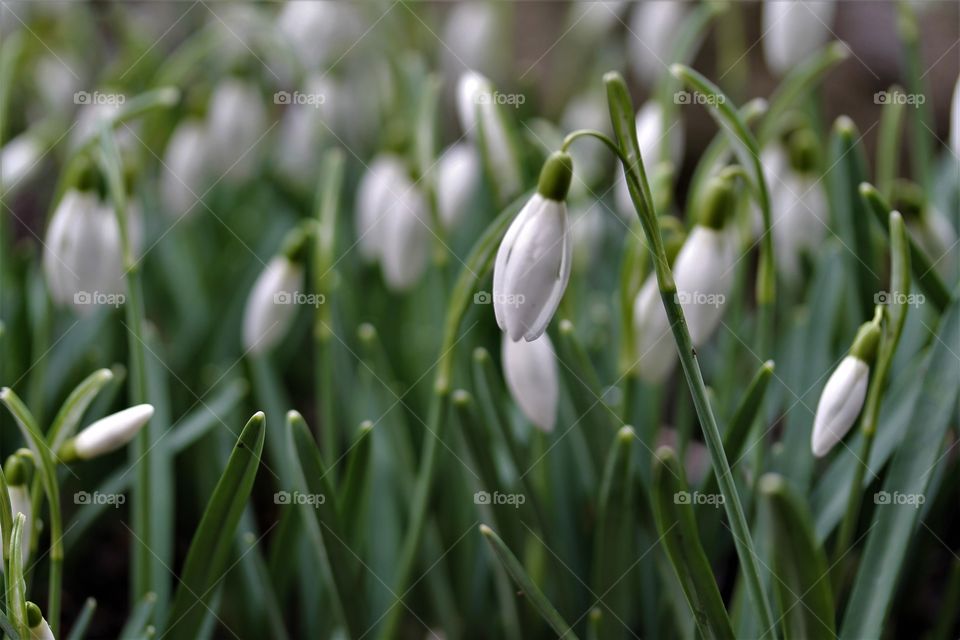 spring flowers