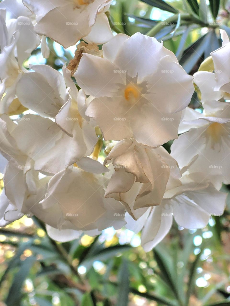 flores blancas