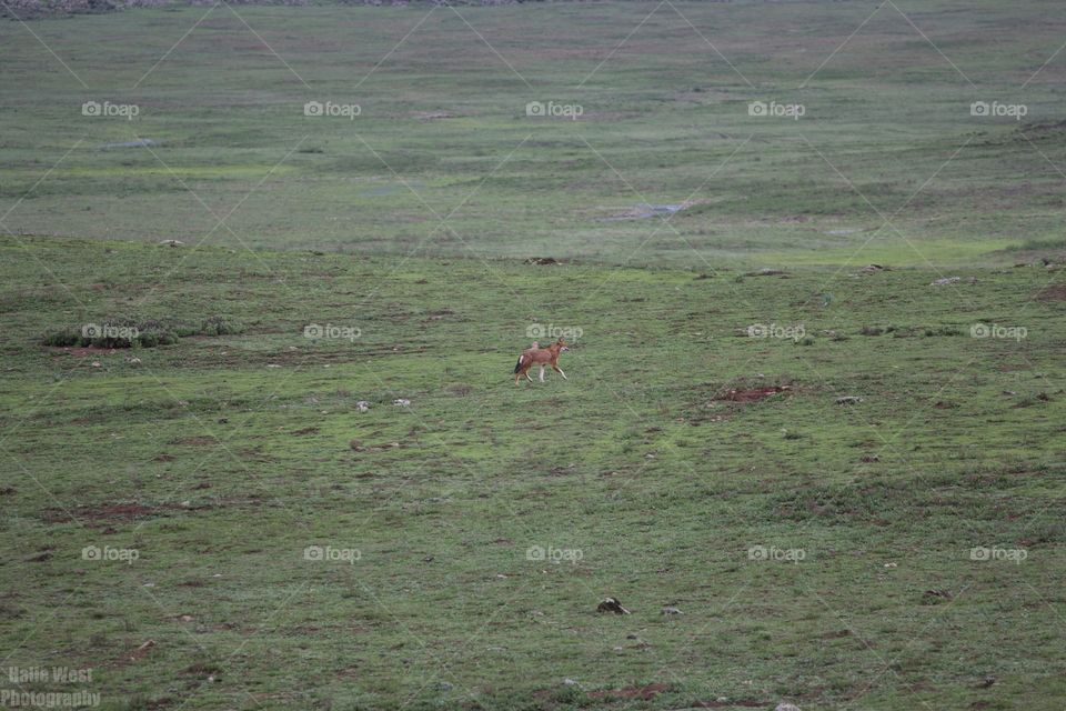 Ethiopian wolf 42