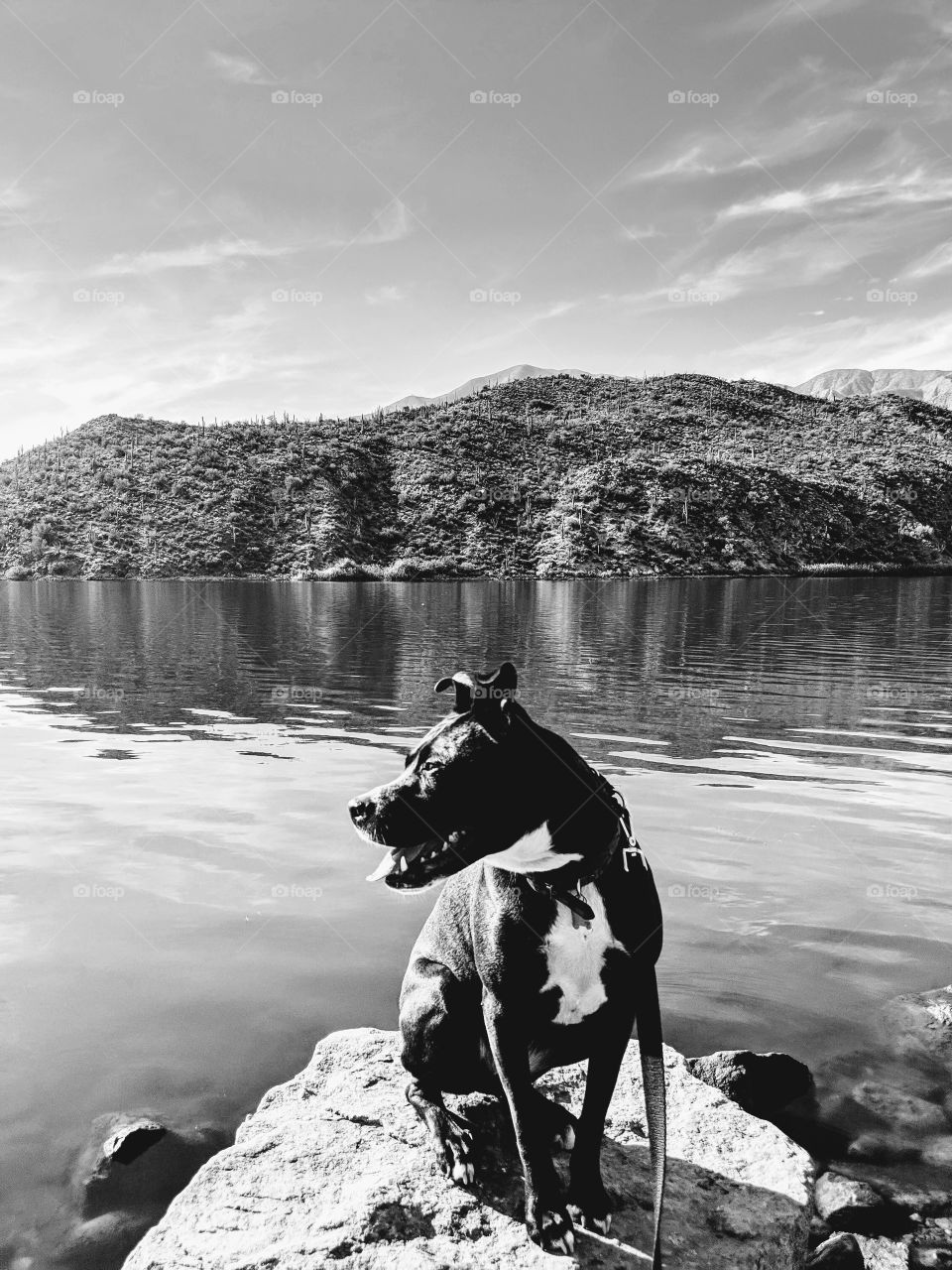 Happy puppy - Apache Lake, AZ