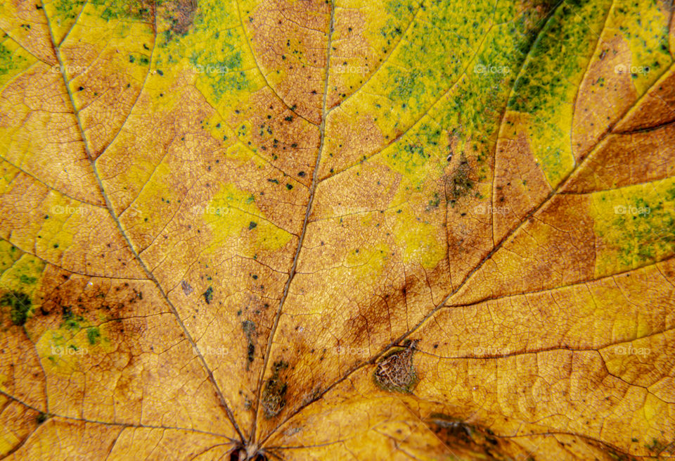 Autumn leaf