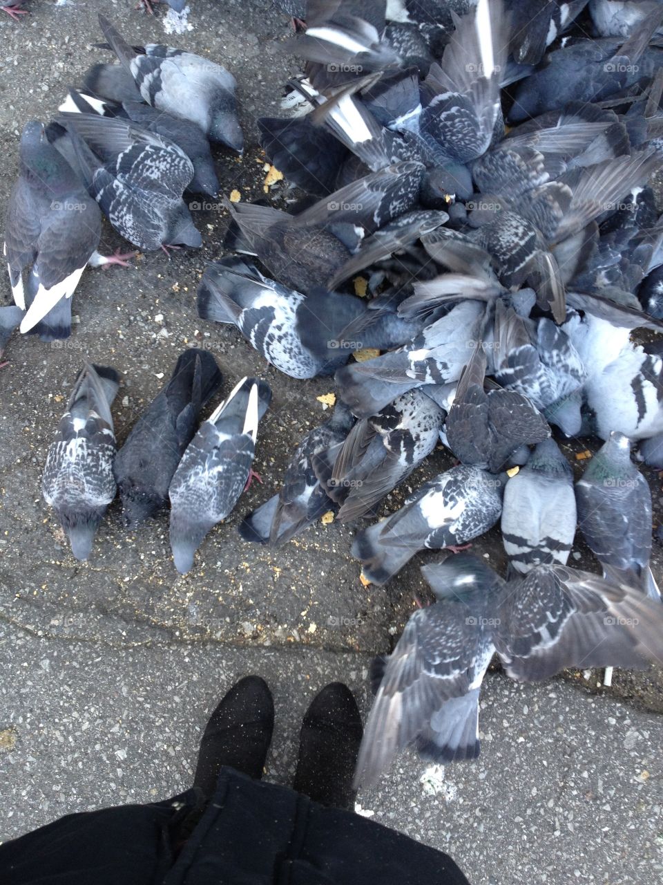 Feeding the Birds, Pigeons, Flock 