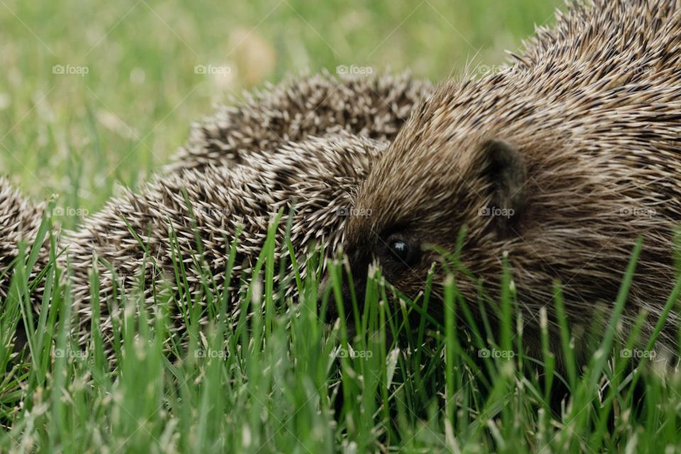 Hedgehogs 