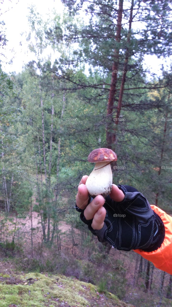 Freshly picked Porcini mushroom in man's hand in the fall forest.